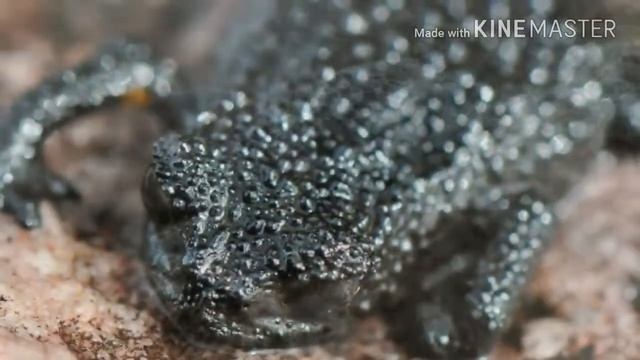 Галечная жаба смотреть онлайн