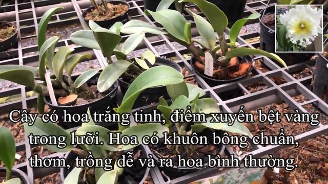 🌸🌸Siam White The Best - dòng Catt đến từ Thái Lan | Mai Huy | 🌸🌸 смотреть онлайн