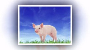 Как говорят животные