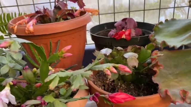 Mostrando mis cactus de navidad смотреть онлайн