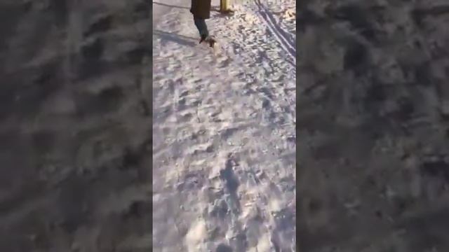 VI VITALI питомник РКФ / FCI йоркширские терьеры и чихуахуа смотреть онлайн