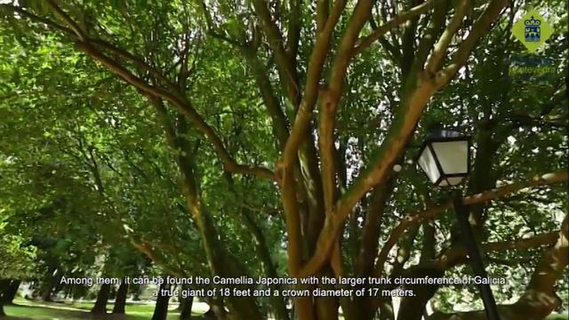 La Camelia en los Jardines del Castillo de Soutomaior смотреть онлайн