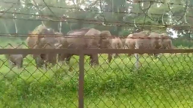 Junglee hathi aa gya gawn смотреть онлайн