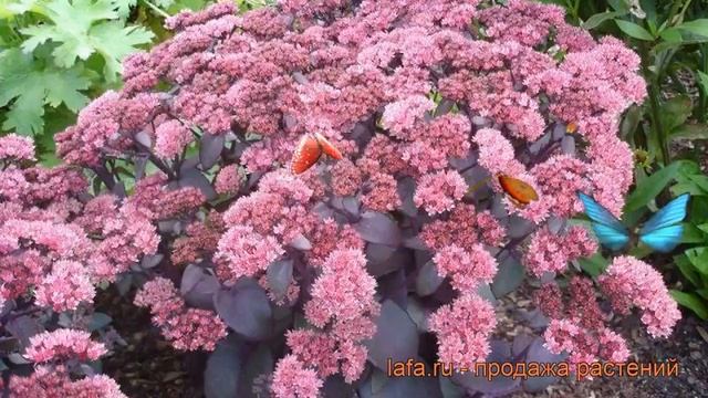 Седум гибридный Ксенокс ? гибридный седум Ксенокс обзор: как сажать, рассада седума Ксенокс смотреть онлайн