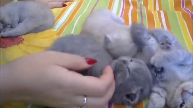 Шотландские Вислоухие Котята / Какими будут ушки !!!! смотреть онлайн