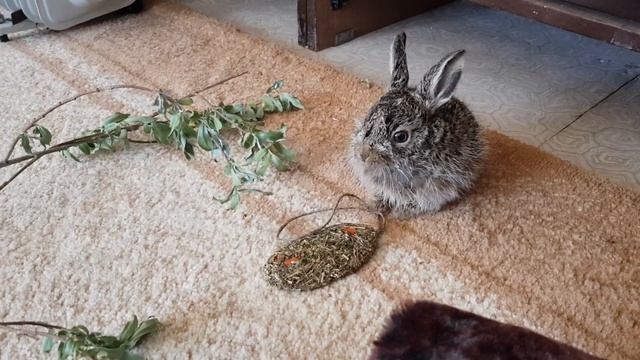 Месячный зайчонок Тёпа))) смотреть онлайн