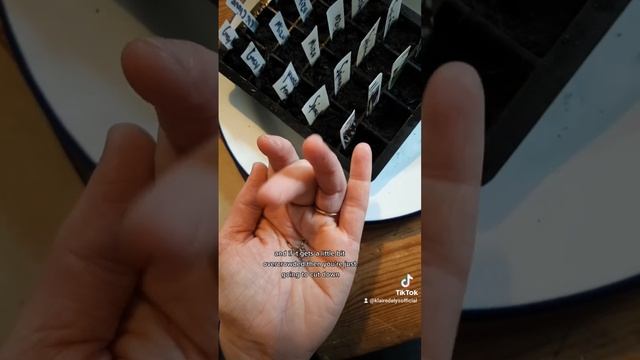 How To Start A Windowsill Food Garden pt. 2 смотреть онлайн