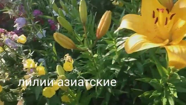 Лилии мартагон и азиатские гибриды. Ирис, лилейник, роджерсия. смотреть онлайн
