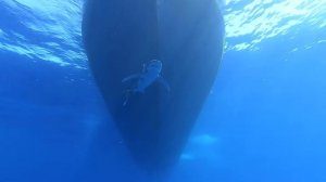 Дайвинг сафари в красном море. (рифы: Братья, Дедалус, Ельфинстоун)
