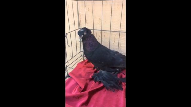 ЧЕРНЫЙ ДЫУХЧУБЫИ САМЕЦ / PIGEONS / TAUBE #Gulsarinfo© смотреть онлайн