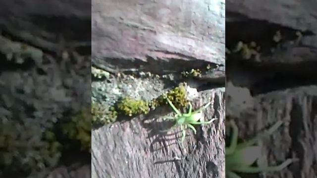 Зелёный паук смотреть онлайн