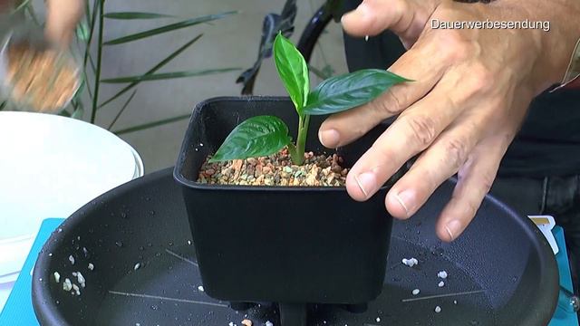 Alocasien, Monstera Minima Raphidophra tetrasperma und mehr schöne Zimmerpflanzen in der Pflege смотреть онлайн