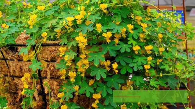 Самые неприхотливые однолетники. Обязательно посадите эти цветы. смотреть онлайн