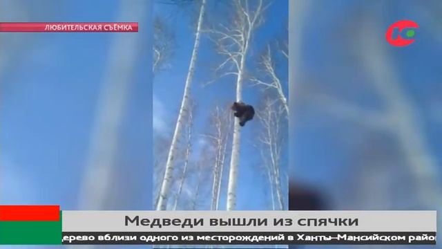 Югорские нефтяники засняли мишку на дереве смотреть онлайн