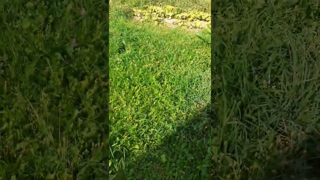 обзор дигл , подпишись ,поставь лайк смотреть онлайн