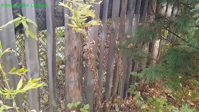 Посадили под окном черемуху. В огороде нашла грибы, кто знает какие? смотреть онлайн