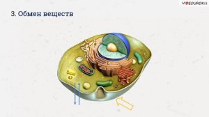 04 Сущность жизни и свойства живого