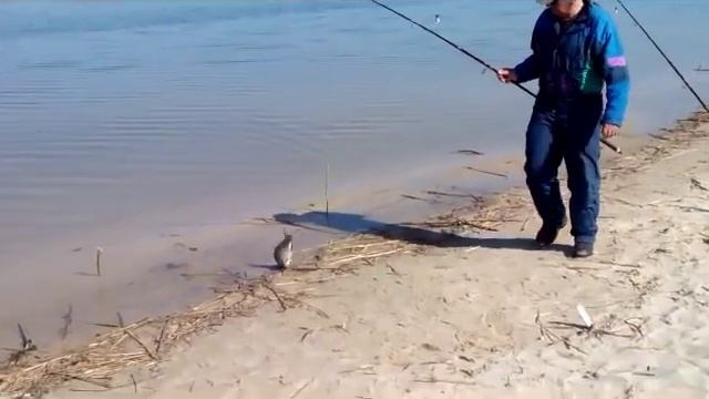 19-05-2015 карась в исполнении Анатолия (зал. Марина, р. Днепр, Черкассы)