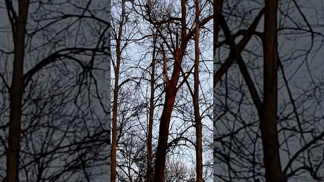 ЛЕСОПАРК ИМЕНИ ЛЕСОВОДОВ. ЗВЕРИНЕЦ. БЕЛКИ. ????. КРАСИВЫЕ МЕСТА В УФЕ. КУДА СХОДИТЬ С ДЕТЬМИ. ? смотреть онлайн