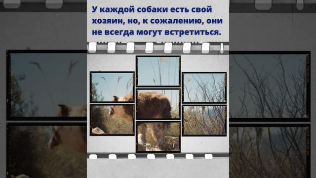 У каждой собаки есть свой хозяин #Shorts