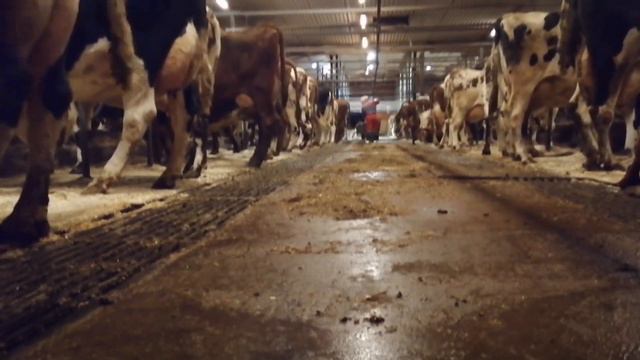 Работа в Финляндии на молочной ферме 🚜Working In Finland On A Farm.