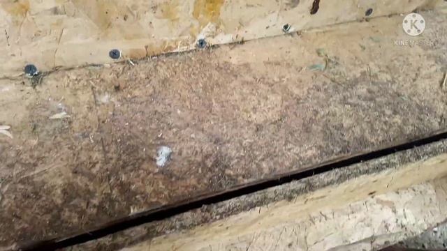 Что делать что бы куры не клевали яйца. Делаем гнезда с яйцеприёмником. Выходной дома. смотреть онлайн