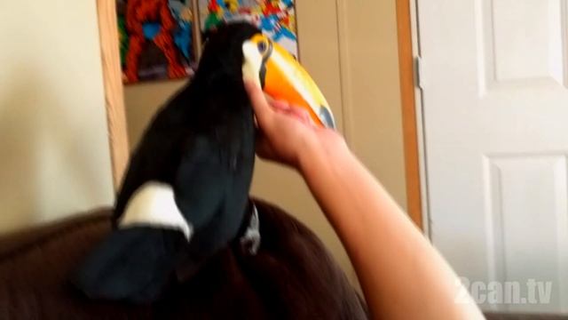 Toucan cuddles just like a PUPPY! (Ripley the Toucan) смотреть онлайн