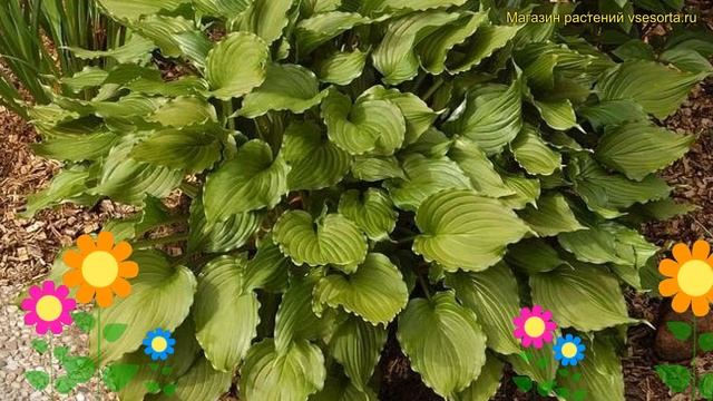 Хоста гибридная Стирфрай. Краткий обзор, описание характеристик hosta hybrida Stirfry смотреть онлайн