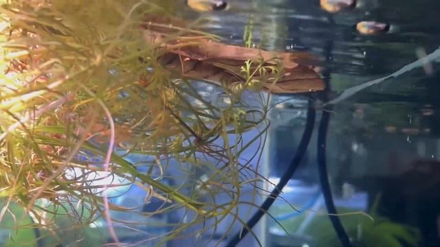 Using *CRUSHED CORAL* - *ALMOND LEAVES* & *SALT* in My Tanks - VERY EASY+GREAT RESULTS! смотреть онлайн