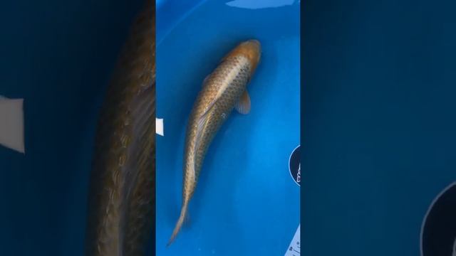 Ямабуки (golden corn) 40-45см смотреть онлайн