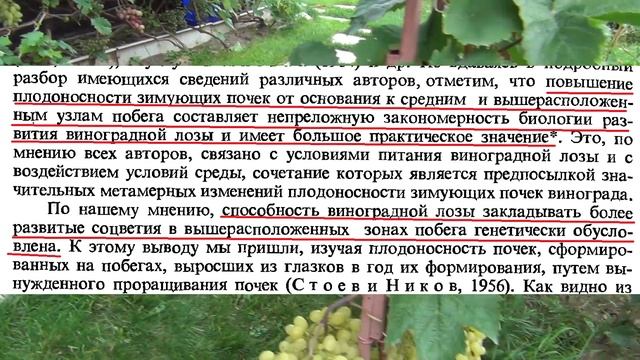 Польза от жирующих побегов винограда. Развенчание мифов смотреть онлайн