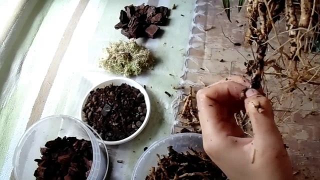 Пересадка орхидеи цимбидиум/ Planting the Cymbidium смотреть онлайн