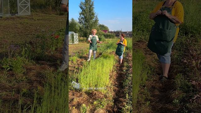 УКРОП ЖЕЛТЕЕТ смотреть онлайн