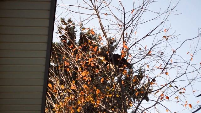 Ezra the Cat Escapes up a Tree! - Cat rescue from tree смотреть онлайн