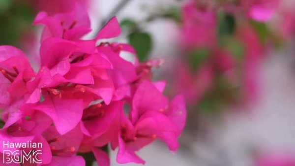 Hawaiian Music and the Vibrant Beauty of Fresh Pink Bougainvillea | Hawaiian BGM Channel