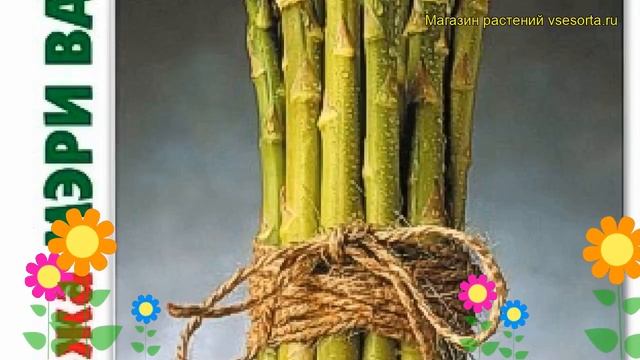 Спаржа Мэри Вашингтон. Краткий обзор, описание характеристик asparagus officinalis Mаrу Vashington смотреть онлайн