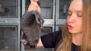 Как правильно выбрать шиншиллу? | Как купить не дикую шиншиллу?