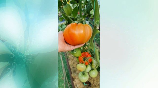 Мои томаты усыпаны плодами. Что нужно делать с ними сейчас и чем подкормить чтобы быстрее стали смотреть онлайн