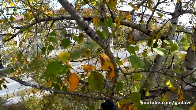 Кошка на тополе? Да и хрен с тобой, тополь! смотреть онлайн