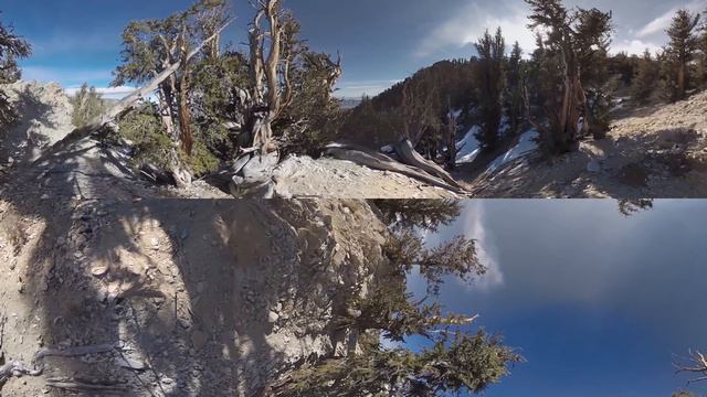 Step Into An Ancient Forest In 360