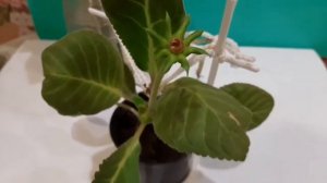 Сбор семян глоксиний.