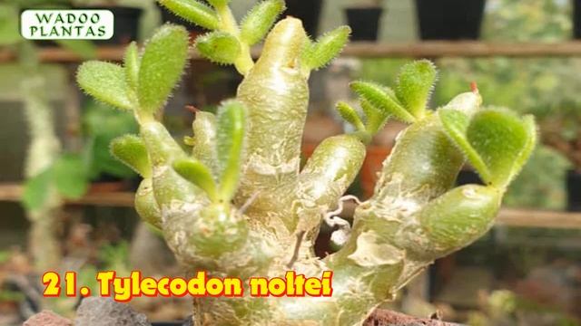 46 VARIEDADES DE TYLECODON смотреть онлайн