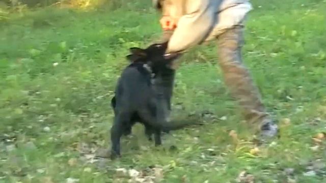 Щенок Немецкой Овчарки, 4 месяца. Раздел "Защита". Working German Shepherd. Protection. Puppy. смотреть онлайн