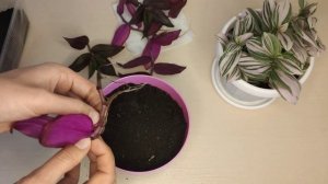 Традесканция. Новые традесканции в моей коллекции. Традесканция Краснеющая и Белоцветковая Триколор