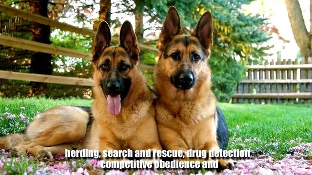 Top 10 Popular Breed Of Dogs In Philippines and Their Prices | Philnews смотреть онлайн