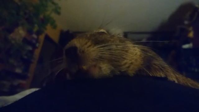 дегу ночью глажу он спит смотреть онлайн