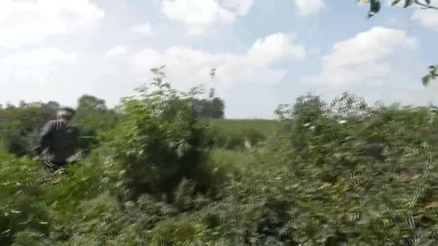 Освобождение садика от сорняков, бузины и клёна. 20. 07. 2018 смотреть онлайн