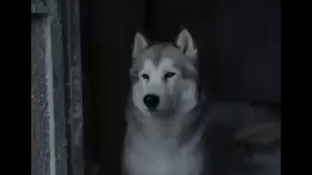 Вот что значит настоящая любовь