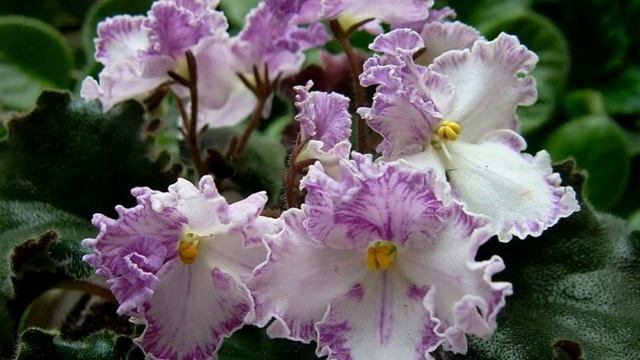 Любимая фиалка смотреть онлайн