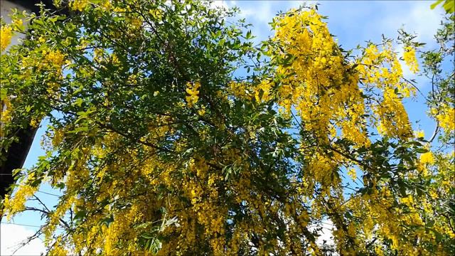 БАНСКО В МАЕ смотреть онлайн